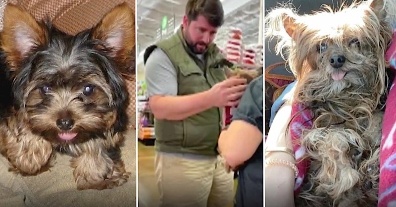 Pas im je nestao 2006. godine, 14 godina kasnije su saznali što mu se dogodilo