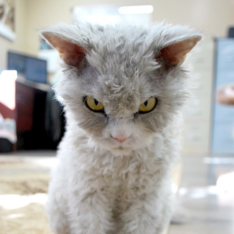 "Bolje ti je da se ne igraš sa mnom. Daj mi one keksiće."