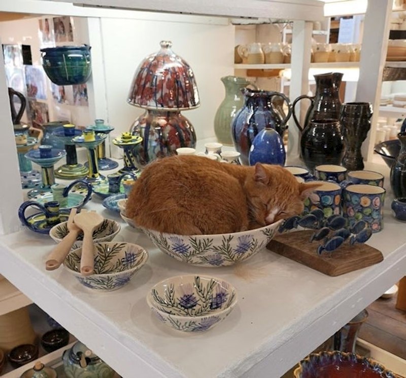 "Bili smo jučer u trgovini koja prodaje razne stvari od keramike. Unutra je bila jedna mačka..."