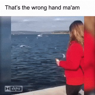 Žena je krenula hraniti galebove, no onda je shvatila da je napravila nevjerojatno glupo pogrešku