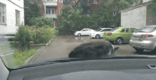 Čovjek nije htio buditi mačku koja je spavala na njegovom autu pa je uzeo kameru i snimio zanimljiv video