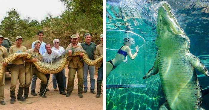 15 fotografija stvari koje će vas svojom veličinom poprilično iznenaditi