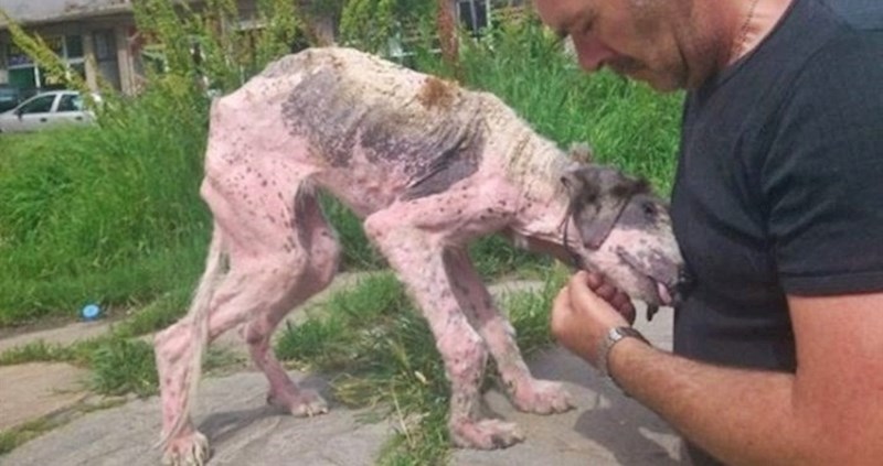 Izmučeni pas izgledao je kao da želi uginuti, no onda se dogodio čudesan oporavak