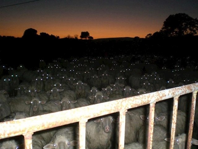 Jeste li ikad vidjeli fotku na kojoj su ovce izgledale strašnije?