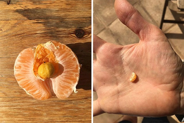 "Ova naranča je u sebi imala malu naranču koja je rasla u njoj!"