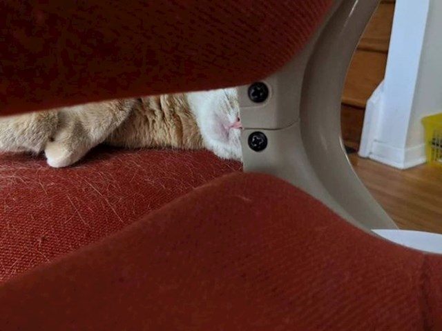 Mačka s čudnim očima...