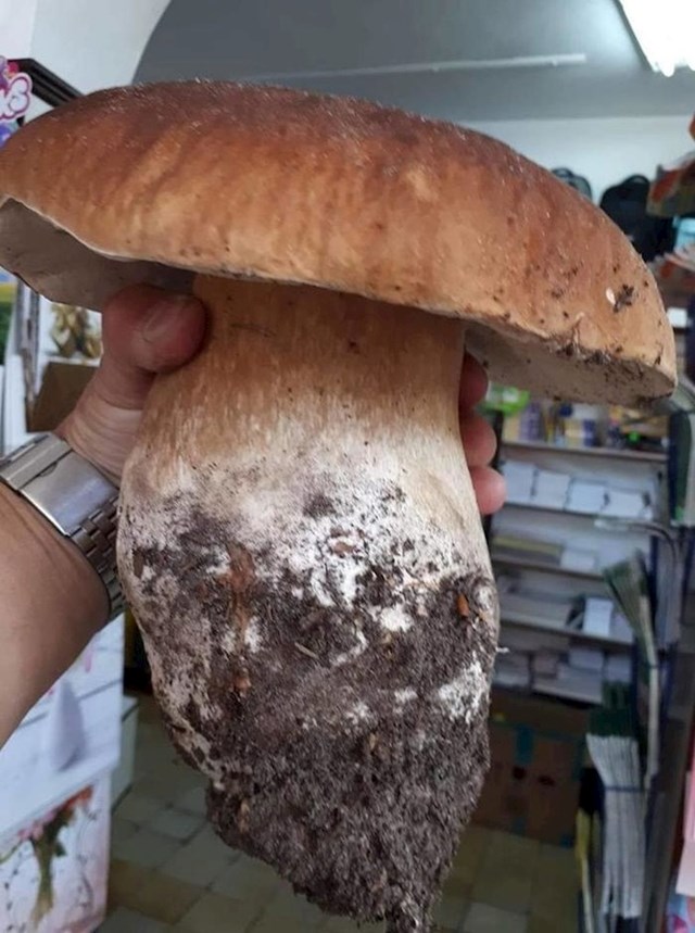 Jeste li ikad vidjeli veću gljivu?