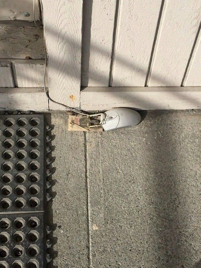 Imamo čudnog susjeda koji voli hvatati miševe na svoj način.