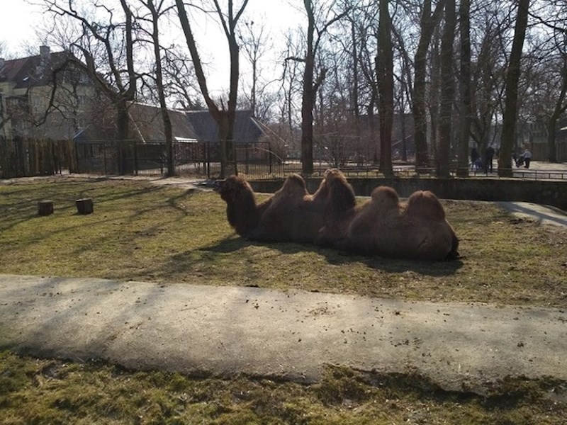 Što ovdje vidite, jednu devu, dvije deve ili devu-stonogu?