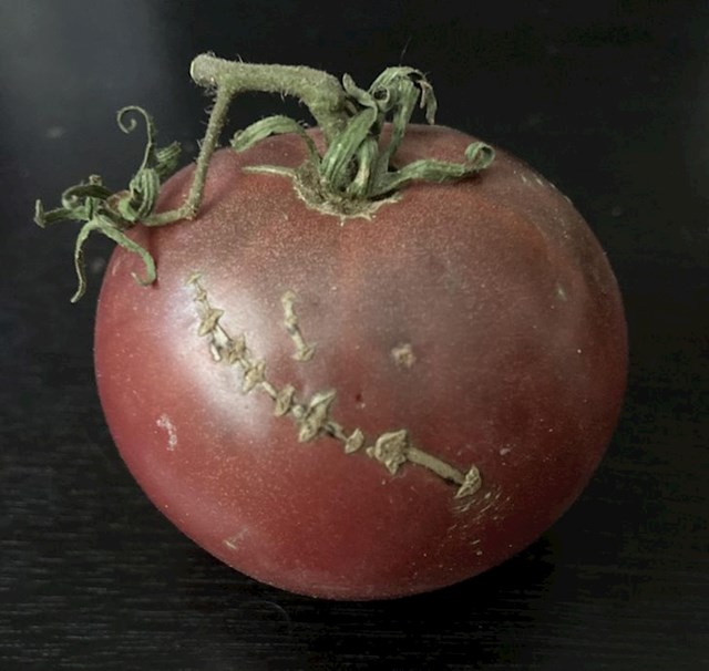 "Ova rajčica iz našeg vrta izgledala je kao da ima ranu zakrpanu šavovima."