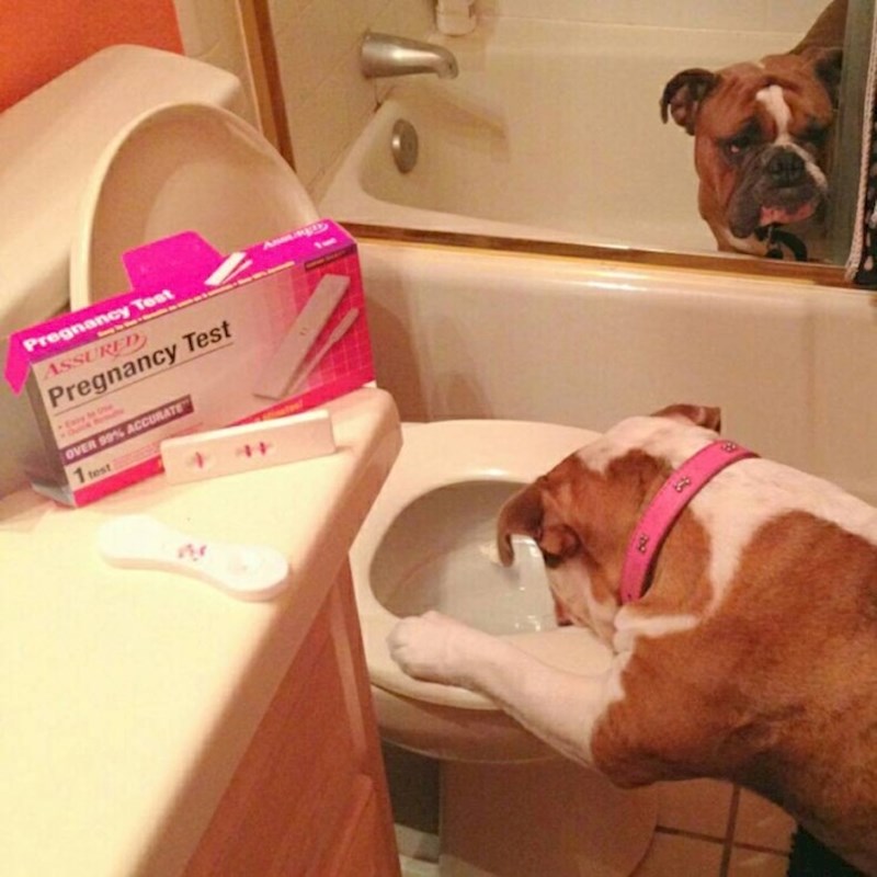 Kujica je saznala da je trudna, dečko je šokiran.