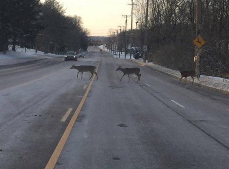 "Srne su prelazile cestu baš ispred znaka koji upozorava vozače da bi se to moglo dogoditi."