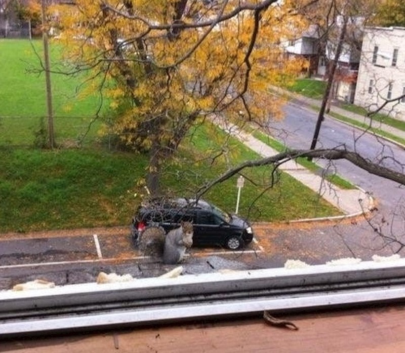 Divovska vjeverica? Ne, pogledajte malo bolje.