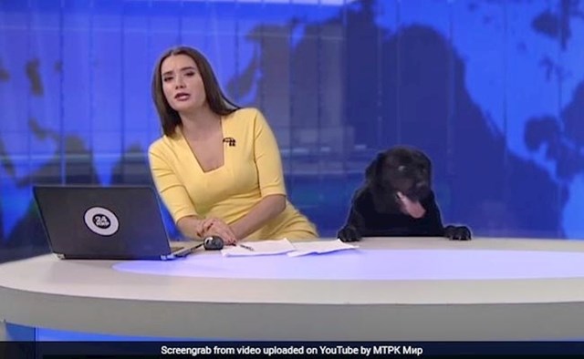 I crni labrador je htio najavljivati vijesti.