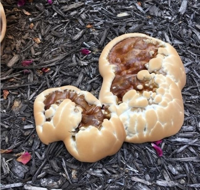 Ove gljive izgledaju kao buhtle punjene čokoladom...