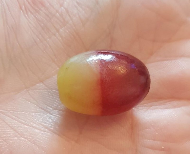 "Danas sam našla dvobojnu bobicu grožđa!"