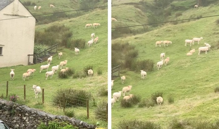 VIDEO Muškarac je snimao ovce pa primijetio nešto jako čudno, pogledajte što su radile