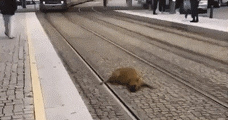 Tramvaj je vozio ravno prema spavajućem psu, no baš nitko nije reagirao