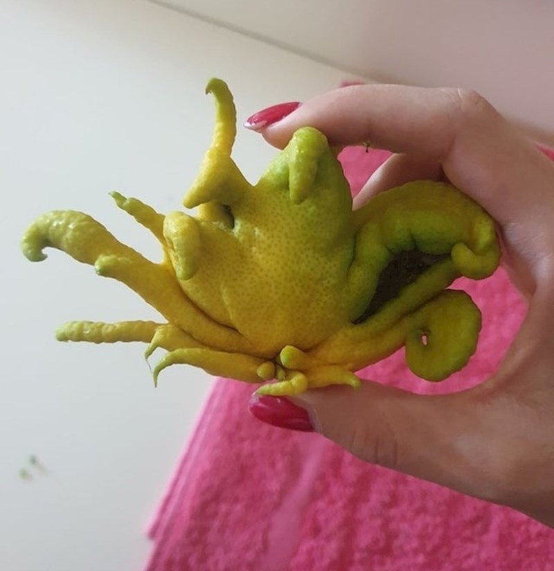 Ovaj limun izgleda kao biće s drugog planeta.