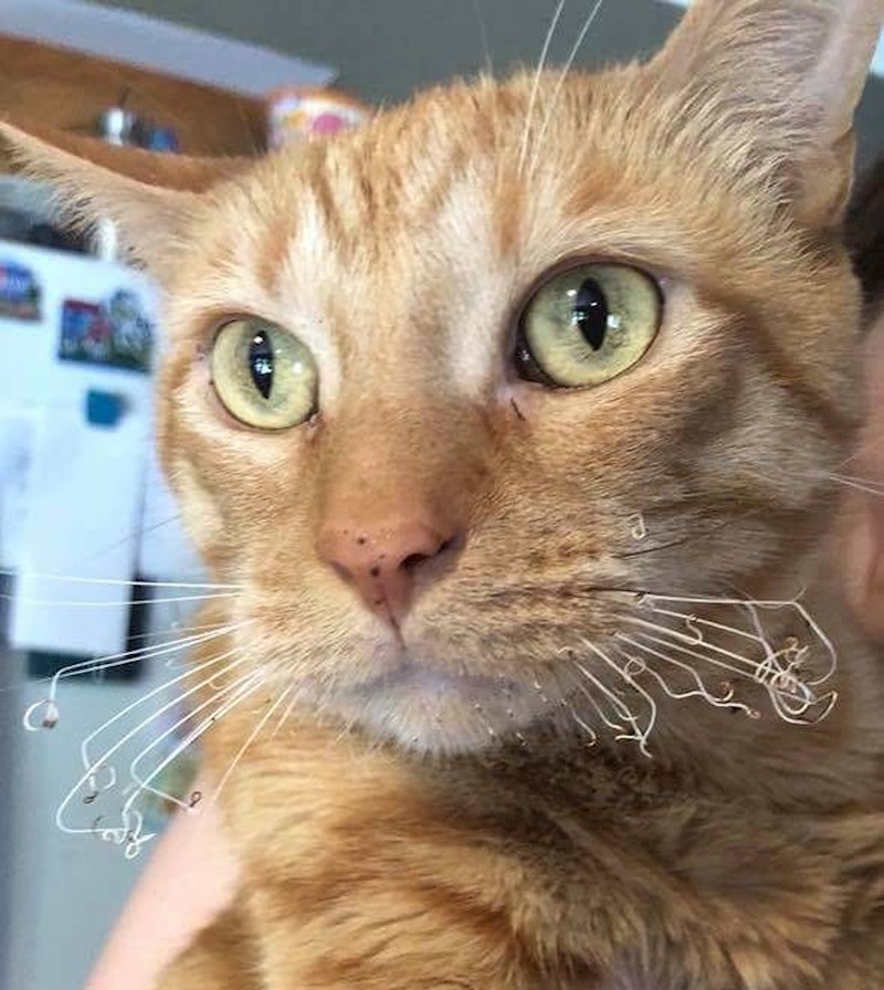 Evo što se dogodi kad se mačka previše približi štednjaku i vatri...