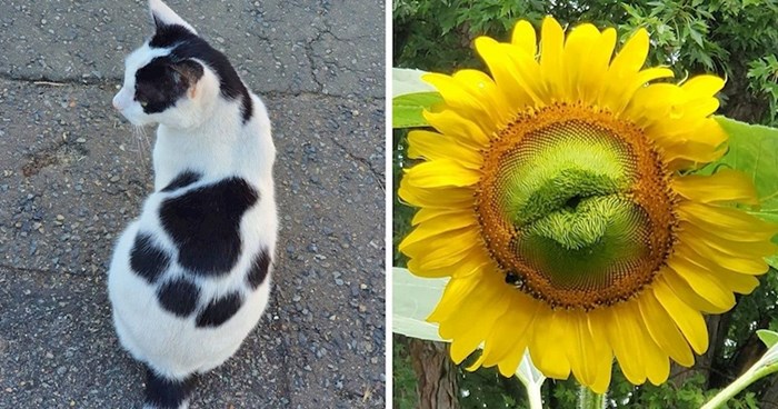 15 ljudi koji su naišli na zanimljive prizore kad su to najmanje očekivali