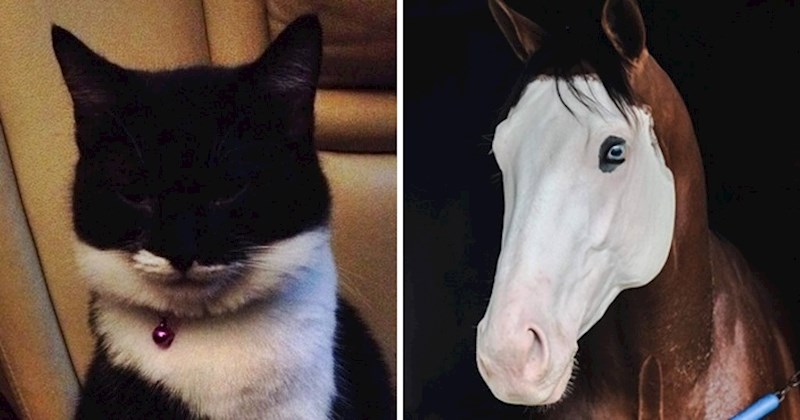 15 zanimljivih slika životinja koje izgledaju kao da su rođene s maskama