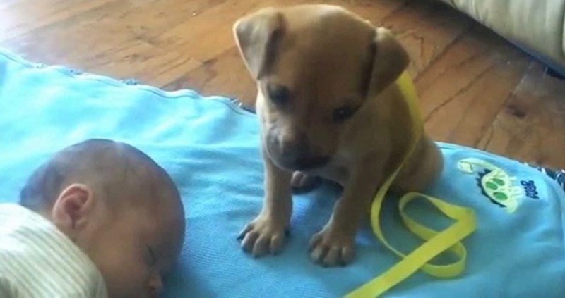 Beba je zaspala, a onda je mama snimila preslatku reakciju neodlučnog psića