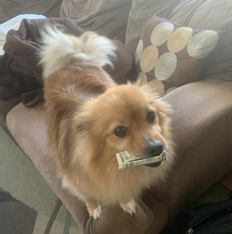 "Pas mi je donio novac, nemam pojma odakle..."