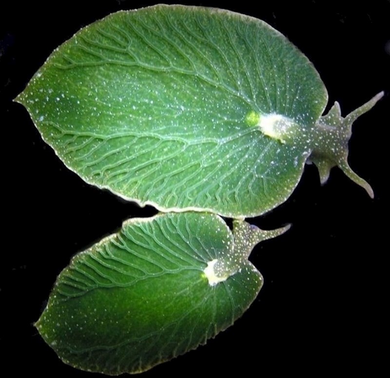 Ovaj morski puž izgleda kao list. Bez hrane može izdržati čak 9 mjeseci.