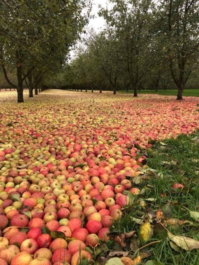Voćnjak sa stablima jabuke nakon oluje...