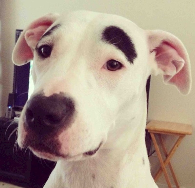 Ovaj pas ima zanimljive "obrve". 😄