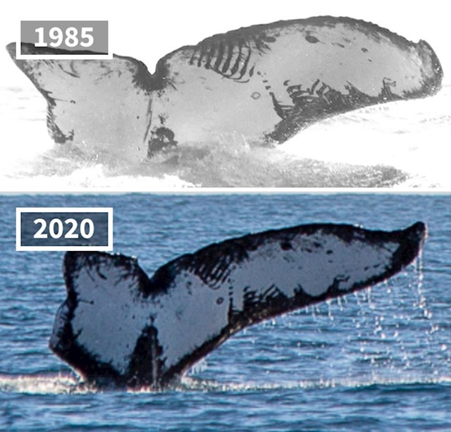 Netko je na meksičkoj obali slikao istog kita nakon 35 godina...