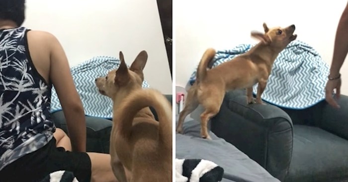 Vlasnica je zvala svog psa i glumila da ga ne vidi, snimili su njegovu smiješnu reakciju