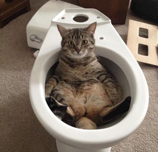 Majstor je došao postaviti WC, no mačka se nije dala otjerati.