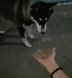 Htjela je da joj pas pruži šapu, nakon malo razmišljanja dao joj je nešto drugo