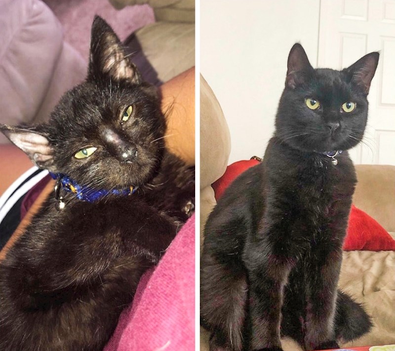 "Netko ga je premazao ljepilom kad je bio mali. Dlaka mu je zbog toga bila u lošem stanju. Ovo je naš mačak 5 mjeseci nakon što smo ga udomili."