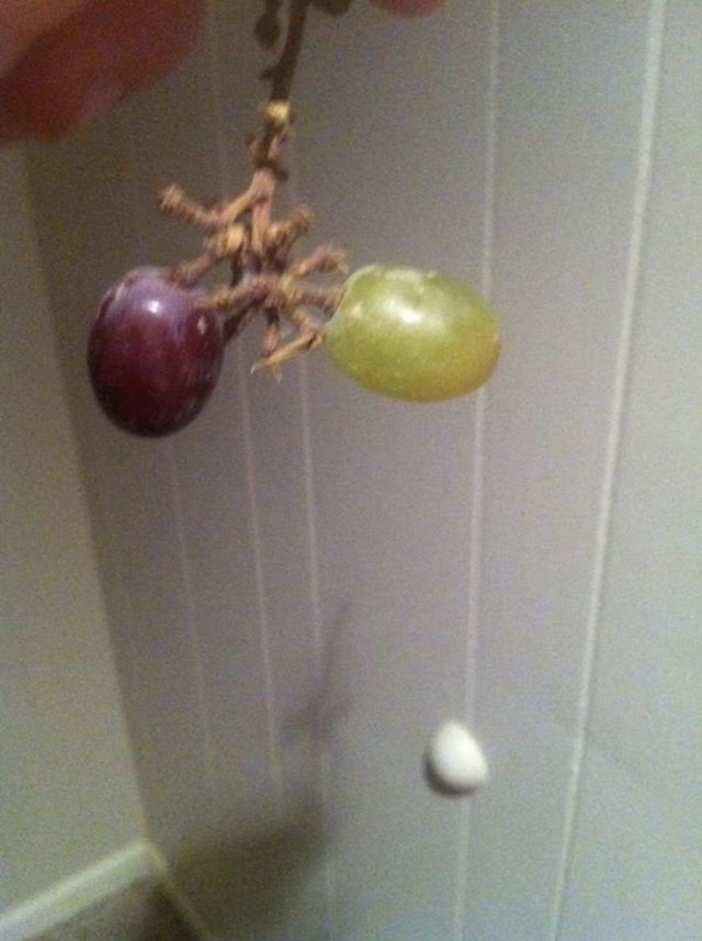 Svijetlo i tamno grožđe na istom grozdu?