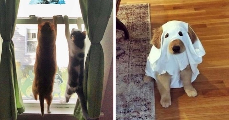 Simpatične slike sa životinjama koje će i najvećem mrgudu nabaciti osmijeh na lice