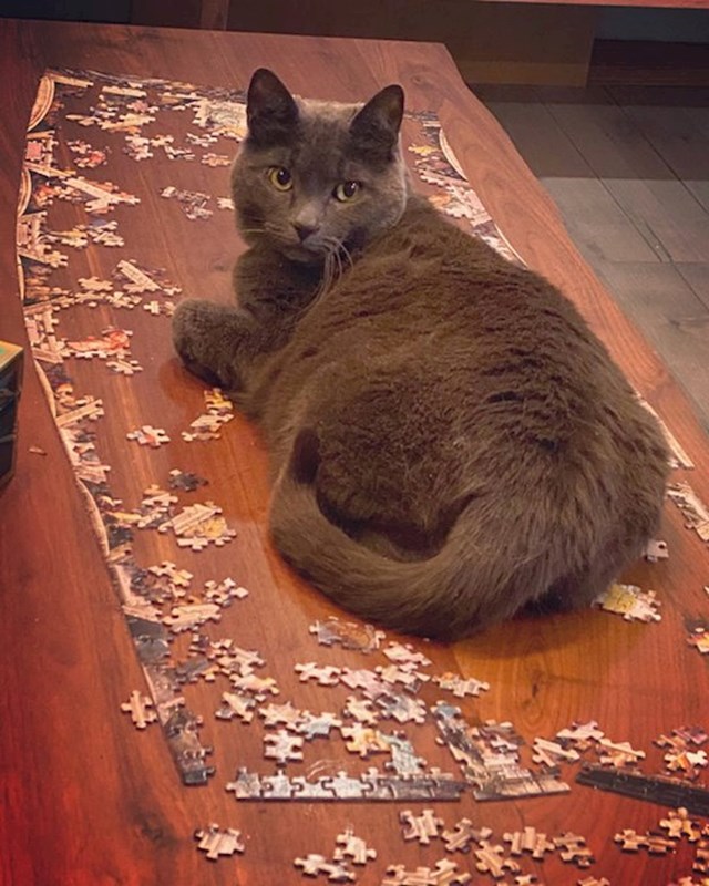 Pokušavali su sastaviti puzzle.