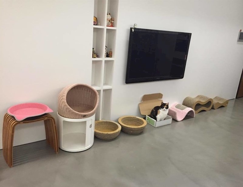 Svašta su joj kupili, a njoj je najdraža obična kartonska kutija.