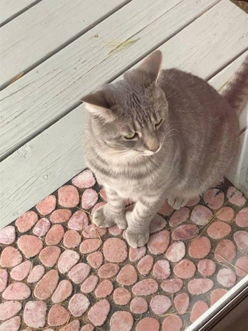 Pogledajte joj šape! 🙂