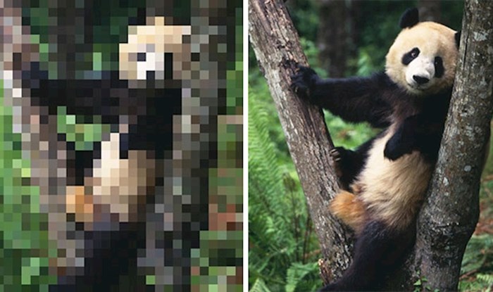 Žalosno je, ali broj piksela na ovim slikama predstavlja broj živućih jedinki prikazanih životinjskih vrsta