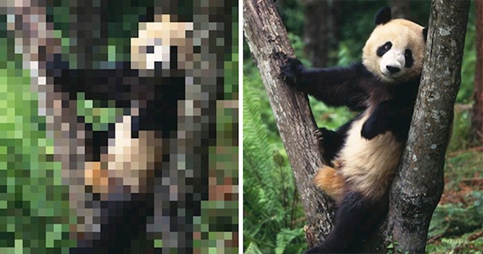 Žalosno je, ali broj piksela na ovim slikama predstavlja broj živućih jedinki prikazanih životinjskih vrsta