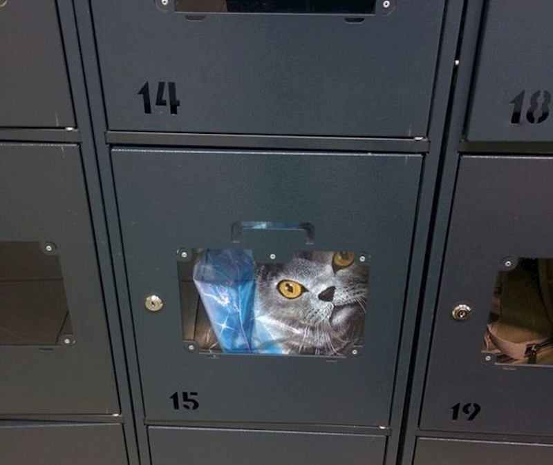 Mačka na vrećici izgledala je kao prava mačka zaključana u ormariću.