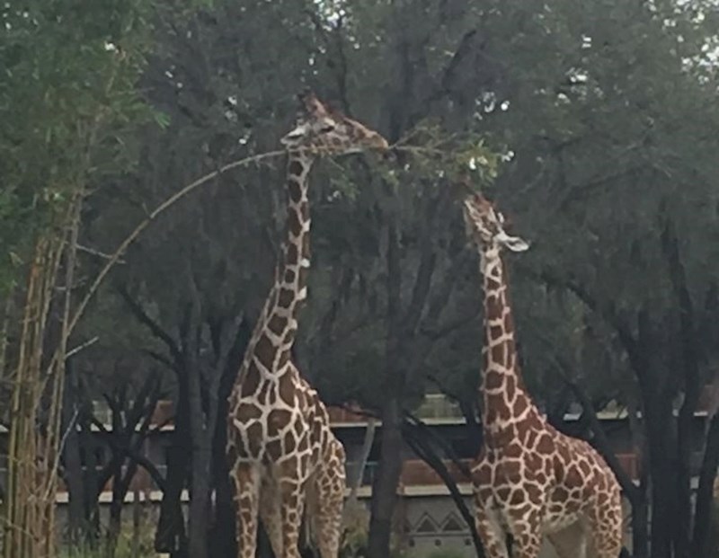 Žirafa je pomagala nižoj prijateljici da lakše dođe do hrane.