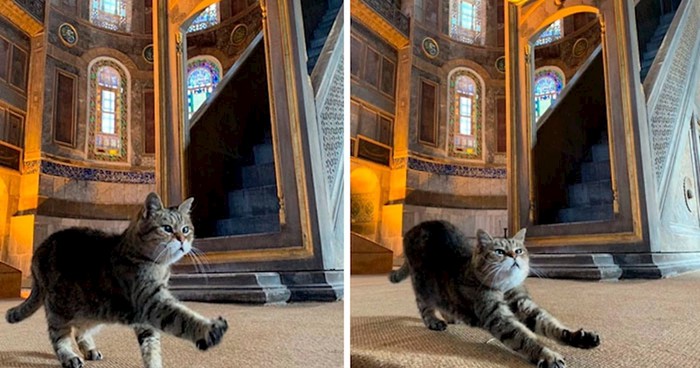 U Istanbulu postoji mačka koja živi u Aja Sofiji, pogledajte kako izgleda njen život