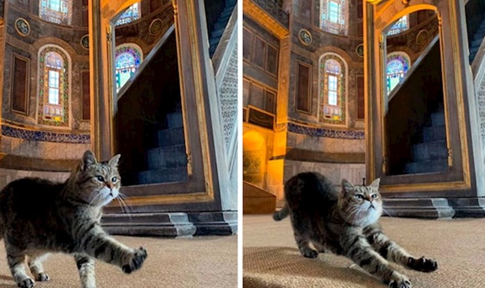 U Istanbulu postoji mačka koja živi u Aja Sofiji, pogledajte kako izgleda njen život