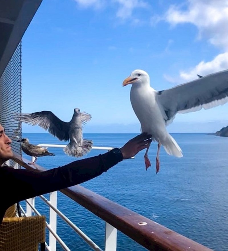 "Uspio sam dodirnuti galeba u letu!"