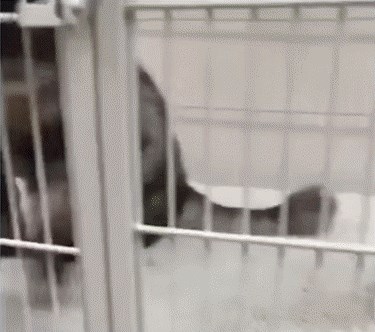 Znate li kako se veterinari zapravo ponašaju prema vašim ljubimcima kad vas nema?