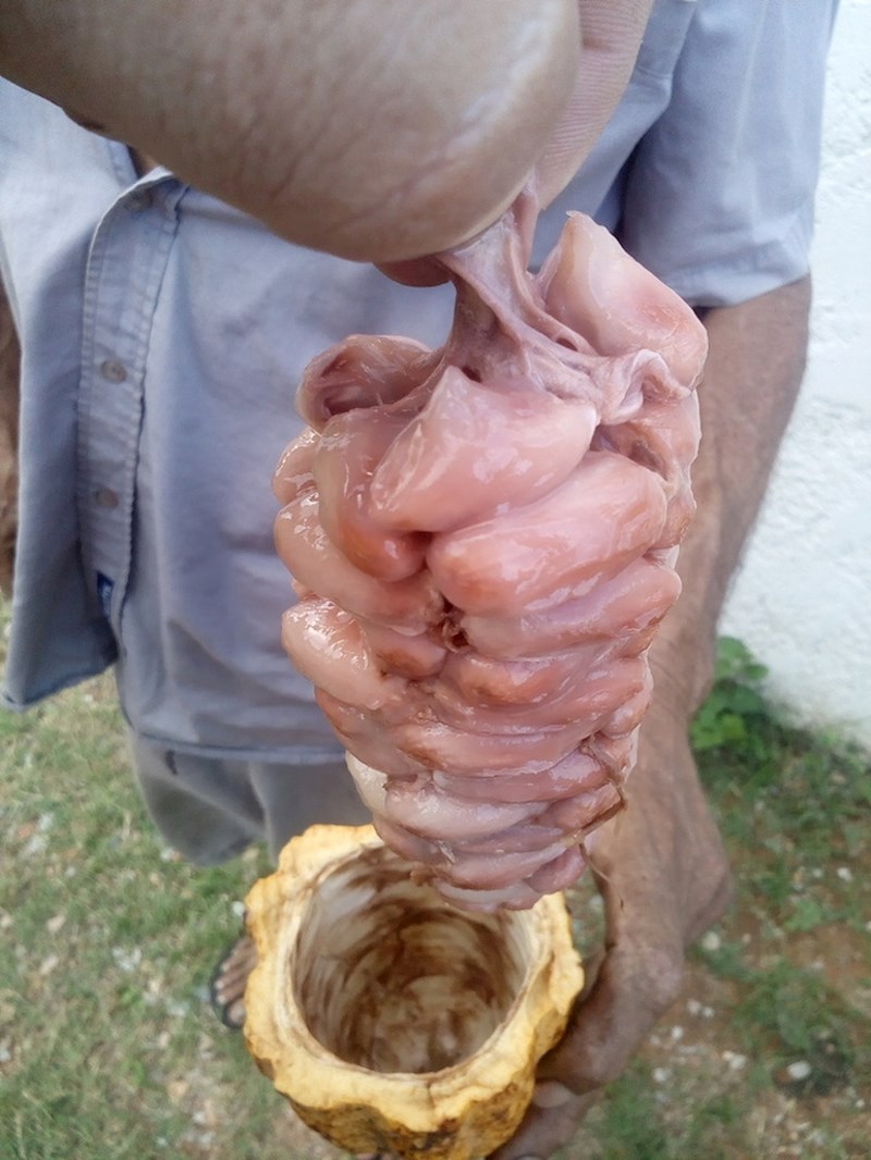 Ne, ovo nije sladoled od sirovog mesa. Ovo su svježe izvađena zrna kakaovca.